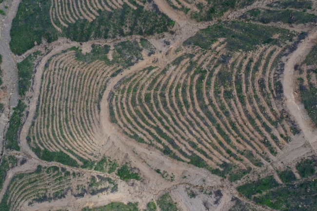 İzmir'de 2 yıl önce yanan ormanlık alana 6,5 milyon fidan dikildi